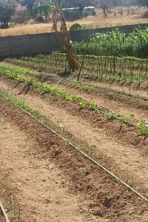 irrigation system - 02